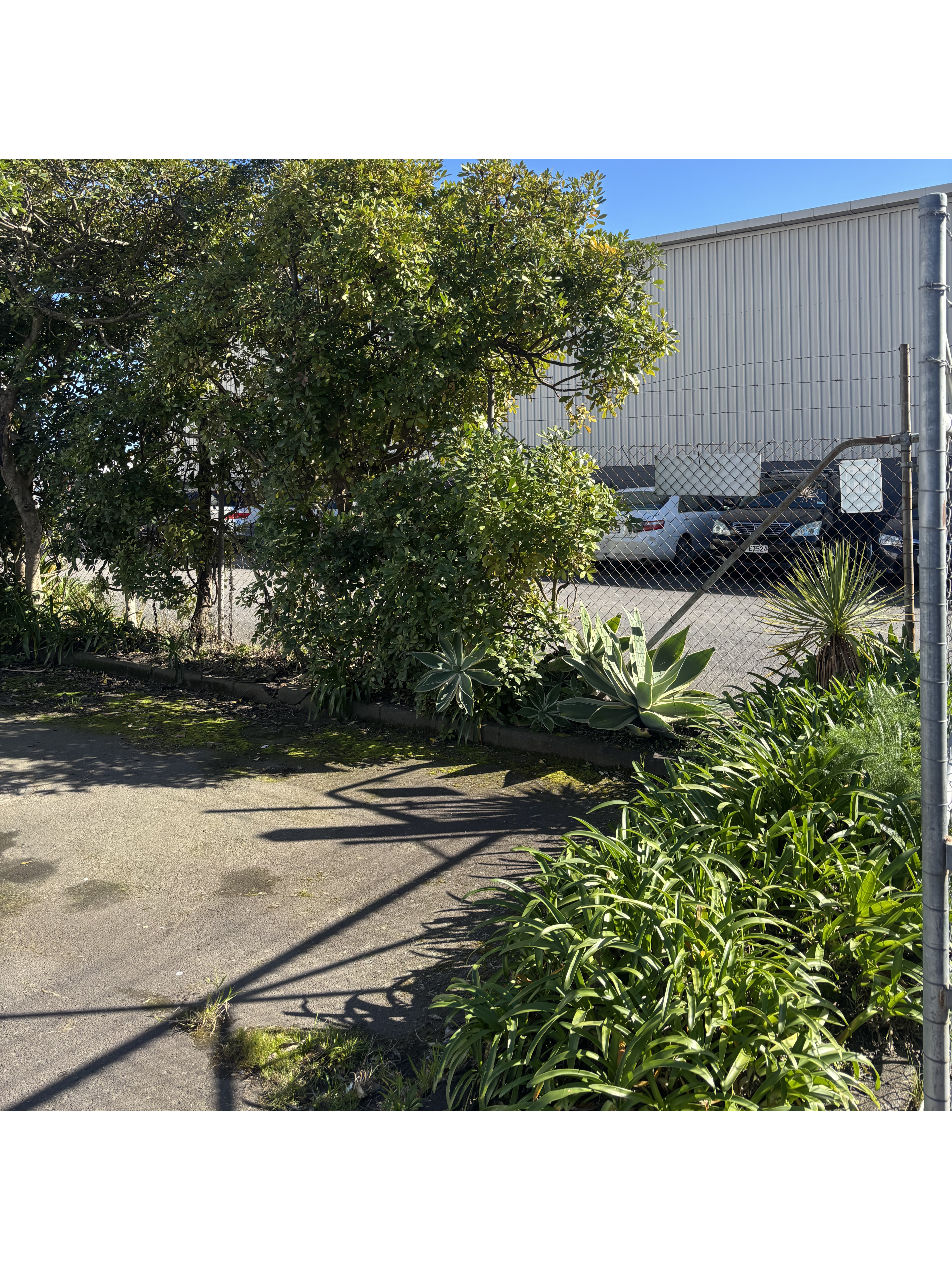 overgrown unkept garden