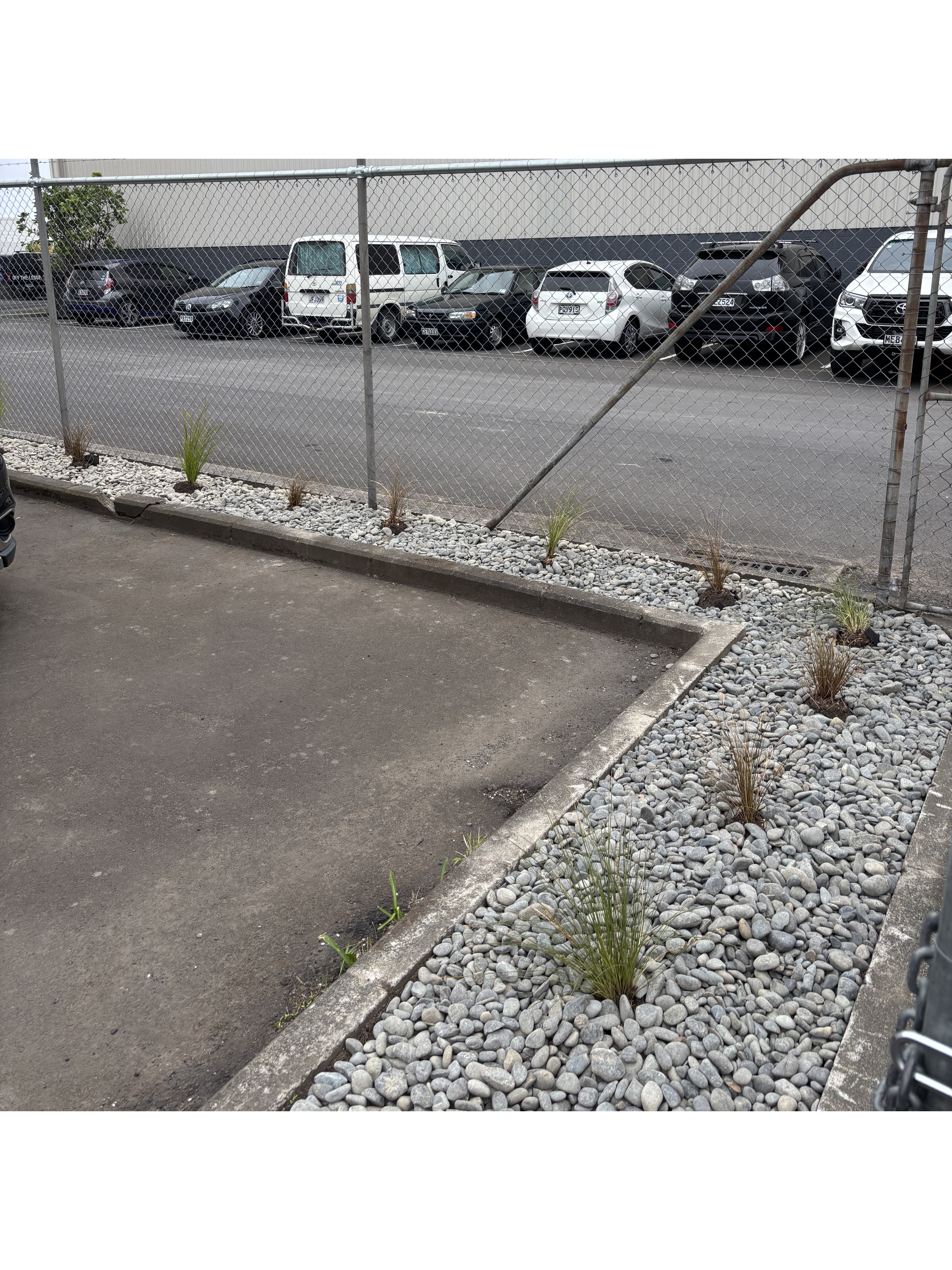 freshly landscaped grasses